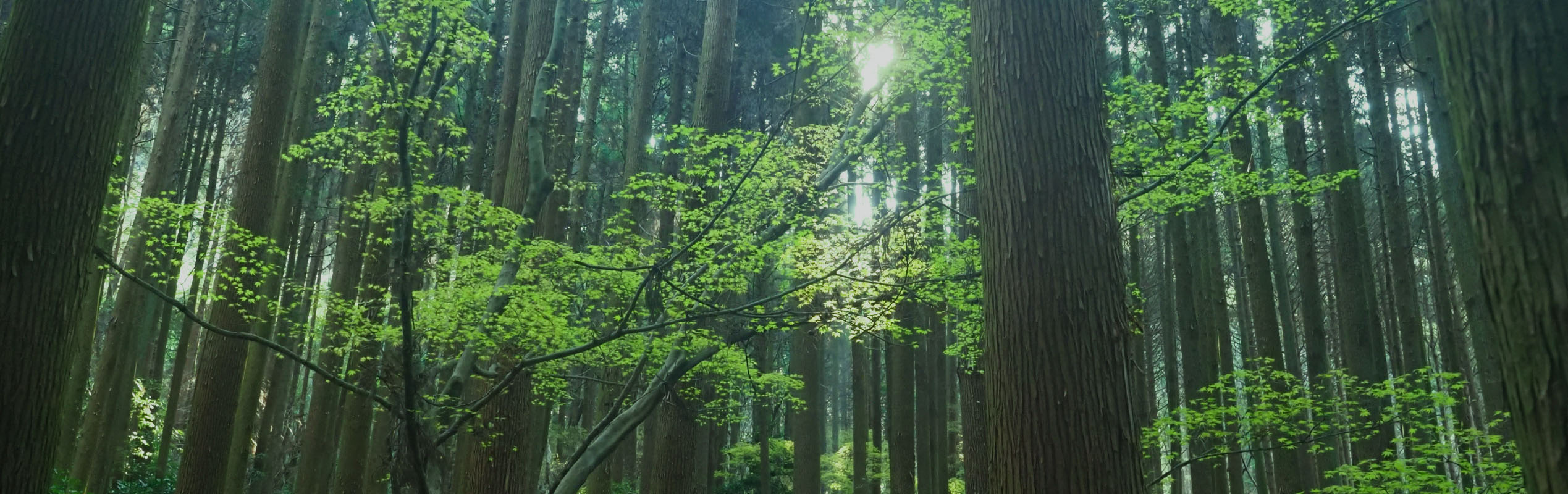 木の住まいを体感しよう！ご来場予約フェア 