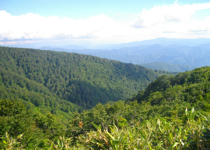 山林概況