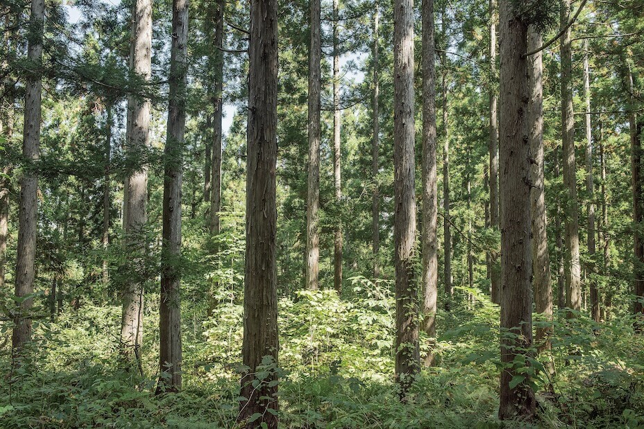 エリートツリー