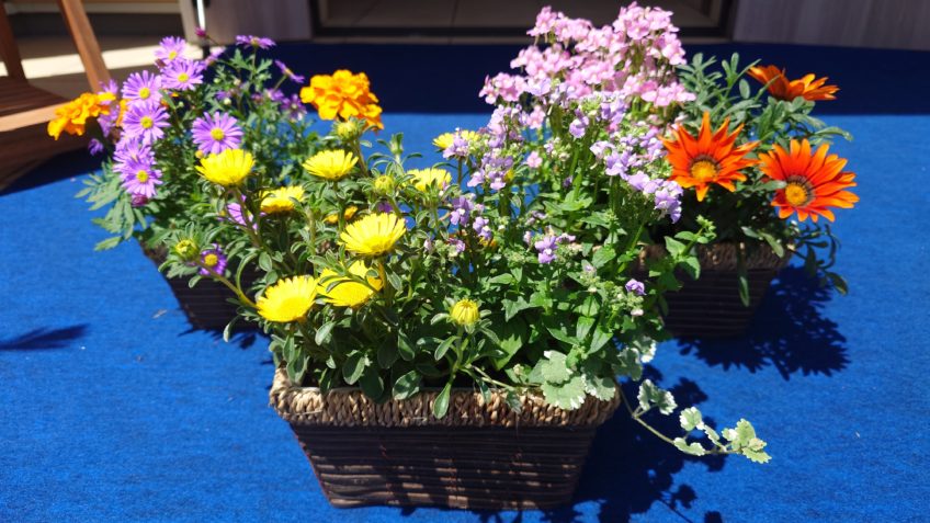 5月3日(日)～6日(火)限定「お花プレゼント」【海老名】